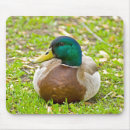 Search for beaked mousepads Duck