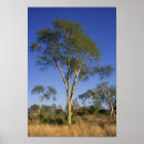 Search for acacia posters Botany