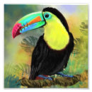Search for toucan birds posters Watercolor
