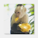 Search for capuchin magnets Animal