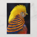 Search for bird print postcards Animal