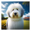Search for old english sheepdog art Cute