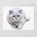 Search for breed postcards Cat