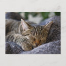 Search for sleeping baby postcards Young animal