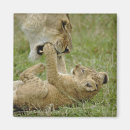 Search for lion predator magnets Cat