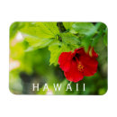Search for hibiscus photography Hawaii