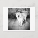 Search for samoyed dog postcards Pets