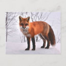 Search for woodland foxes postcards Nature