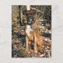 Search for purebreed Purebred