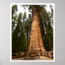Search for general sherman California