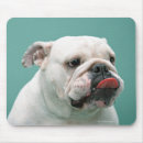 Search for bulldog mousepads Nature
