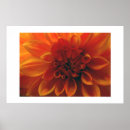 Search for dahlia flower posters Plants