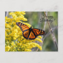 Search for moth birthday cards Insect