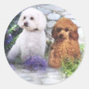 Search for poodle stickers Miniature