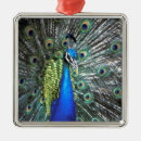 Search for peacock feather christmas tree decorations Green