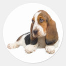 Search for hound dog stickers Basset