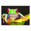 Search for david northcott posters Central america
