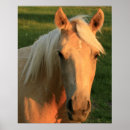 Search for mustang posters Rodeo