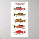 Search for salmon art Trout