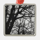 Search for photograph christmas tree decorations Winter