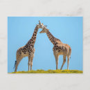 Search for giraffe postcards Jungle