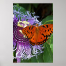 Search for fritillary posters Animals