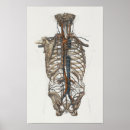 Search for aorta Anatomy