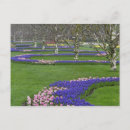 Search for blue hyacinth postcards Europe