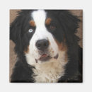 Search for bernese magnets Animals