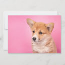 Search for corgi thank you cards Pet