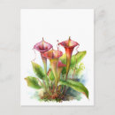 Search for carnivorous postcards Pitcher plant