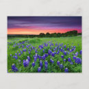 Search for texas bluebonnet postcards Rural scene