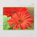 Search for gerbera daisy colours cards Garden