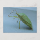 Search for stink postcards Bug