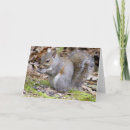 Search for squirrel picture cards Squirrels