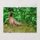 Search for pheasant postcards Wild