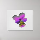 Search for pansies canvas prints Plants