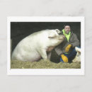 Search for farm pig postcards Rural
