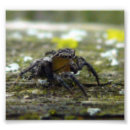 Search for jumping spider posters Macro