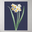 Search for daffodil posters Vintage