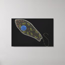 Search for eukaryotic posters Microorganism