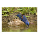 Search for backyard birds posters Cardinal