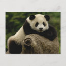 Search for temperate postcards Asia