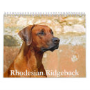 Search for rhodesian Puppy