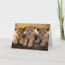 Search for lion and cub cards Nature
