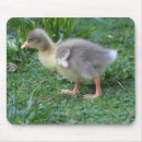 Search for spring bird electronics Goose