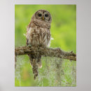 Search for moss posters Bird