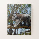 Search for koala puzzles Wildlife