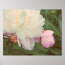 Search for a budding art Flowers