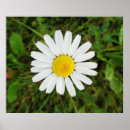 Search for common posters Flower